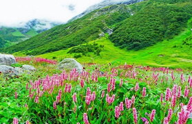 The Kuari Pass Trek with Valley of Flowers