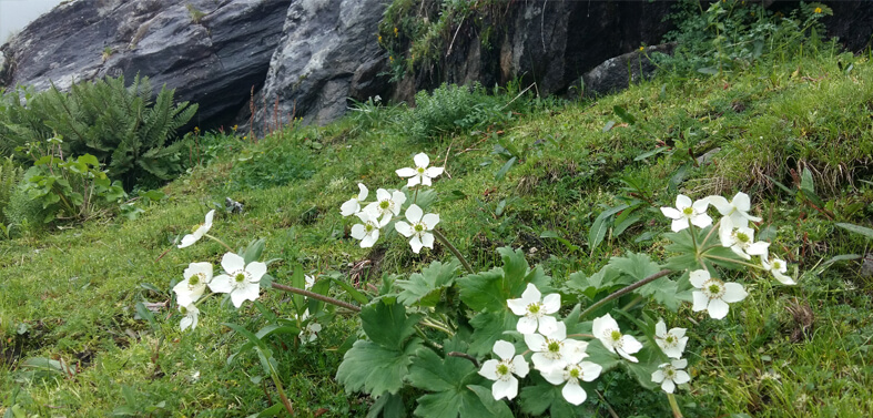 Kuari Pass - Valley of Flowers Trekking Tour