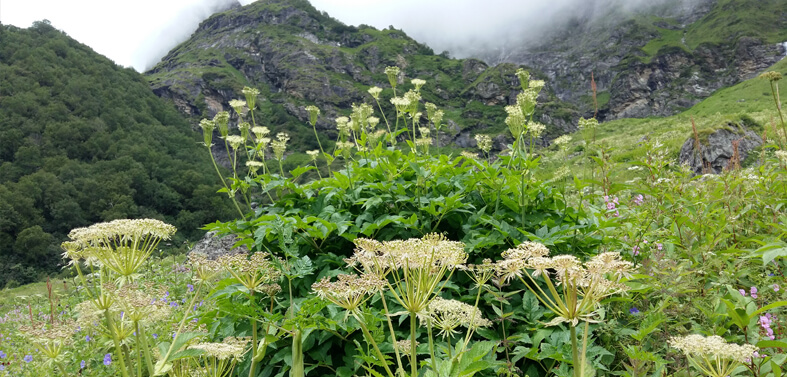 Kuari Pass - Valley of Flowers Trekkings