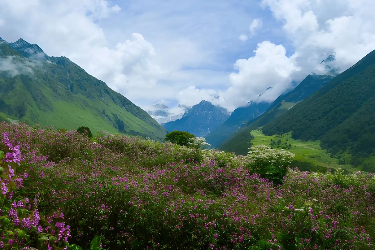 Valley of Flowers