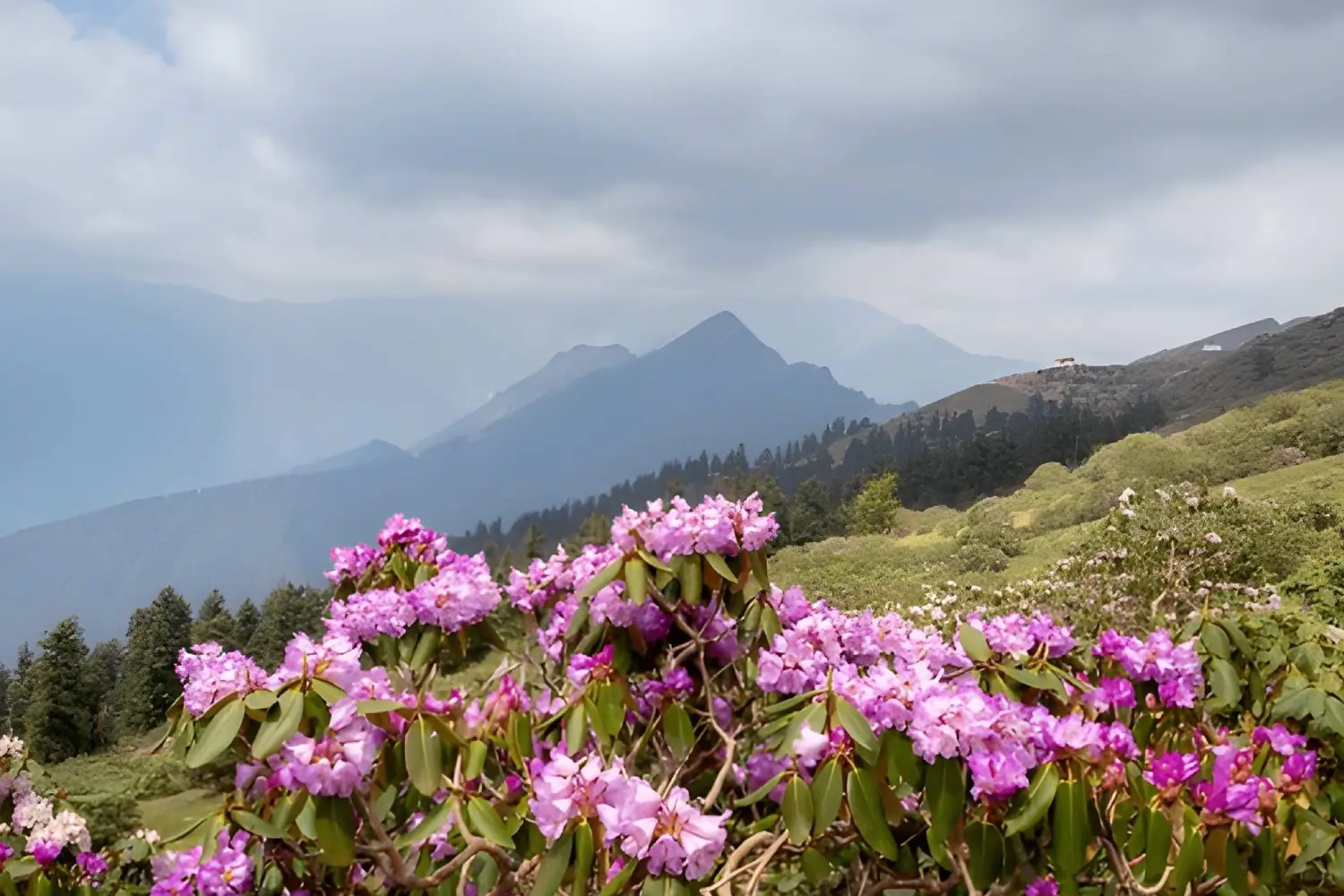 Chopta Chandrashila Trek