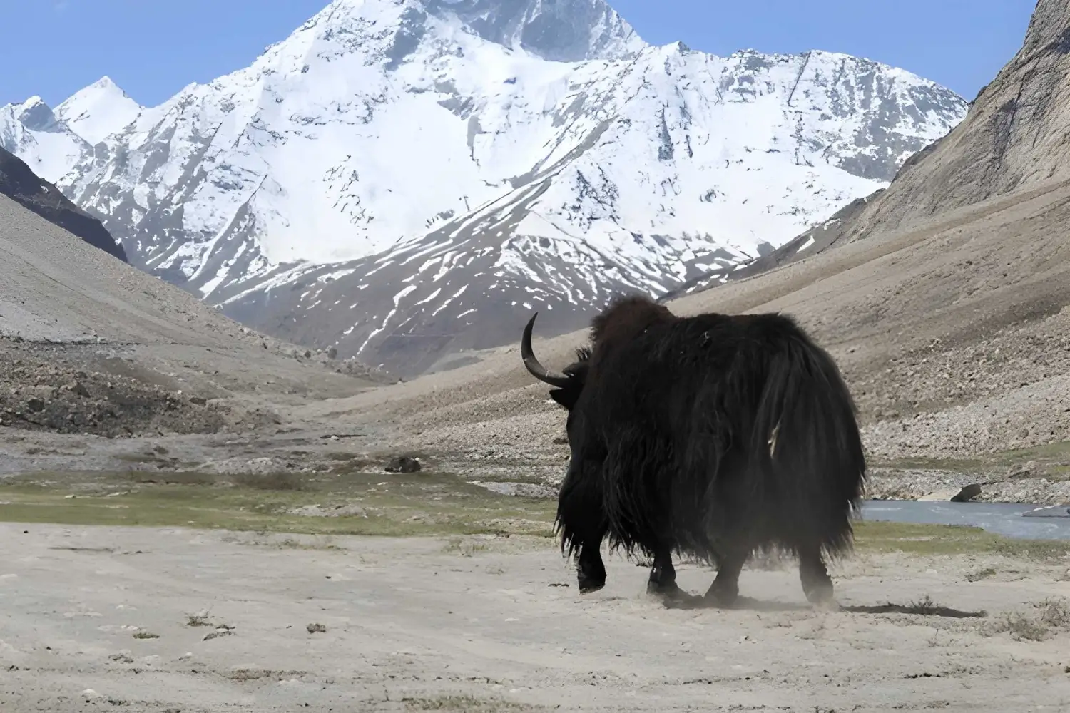 The Wild Ladakh and Remote Zanskar Trek